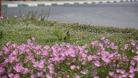 چمن از فضای سبز شهری حذف می‌شود