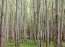 متقاضیان زراعت چوب در البرز نهال رایگان دریافت می‌کنند