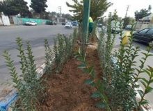 با تخصیص ۲ میلیارد ریال ، بهسازی ورودی و خروجی کمالشهر  طی ۳ مرحله انجام می پذیرد