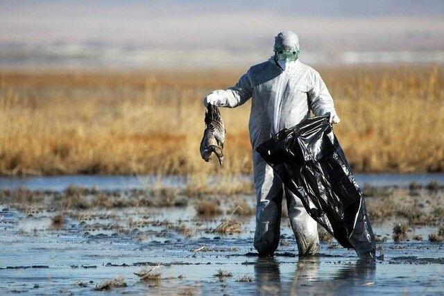 هیچ موردی از آنفلوآنزای فوق حاد پرندگان در نظرآباد گزارش نشده است