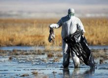 هیچ موردی از آنفلوآنزای فوق حاد پرندگان در نظرآباد گزارش نشده است