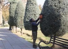 تن پوش ۱۸ هزار اصله درخت سوزنی برگ سبک می‌شود