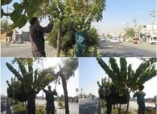 اجرای عملیات هرس درختان سطح شهر گلسار