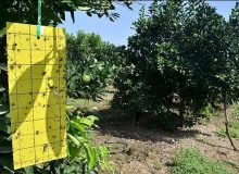 طرح مدیریت تلفیقی آفات در استان البرز در بیش از ۶۱۶۰۰ هکتار اجرا شد
