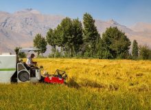 ۷۰ درصد نیاز غذایی کشور از محل زراعت تامین می شود