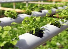 کلینیک های گیاه پزشکی البرز برای تولید محصول سالم پای کار آمدند