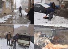 جمع آوری ۱۷ قلاده سگ بلا صاحب از سطح شهر گلسار