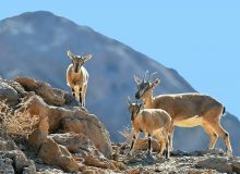 آغاز طرح سرشماری زمستانه حیات وحش مناطق شکار ممنوع طالقان
