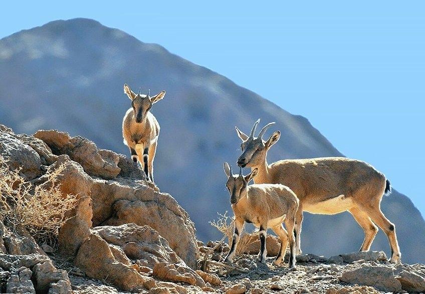 آغاز طرح سرشماری زمستانه حیات وحش مناطق شکار ممنوع طالقان