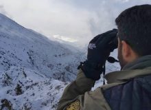 سرشماری گونه های شاخص پستانداران در شهرستان ساوجبلاغ