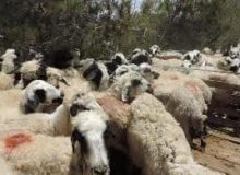 توقیف کامیون حامل دام قاچاق در آزادراه “غدیر”