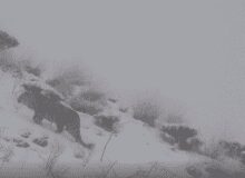 مشاهده یک قلاده پلنگ در ارتفاعات طالقان