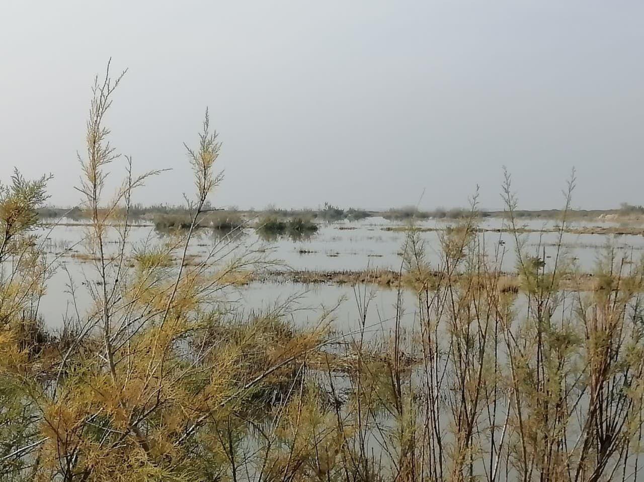 جان دوباره تالاب صالحیه در شهرستان نظرآباد