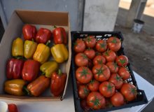 بهره برداری از گلخانه در چوپان آباد در شهرستان نظرآباد
