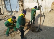 ۵ هزار اصله نهال و درختچه در منطقه ۱ سبز می‌شود