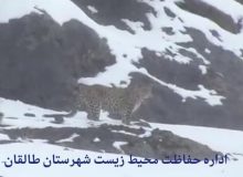 مشاهده یک قلاده پلنگ در ارتفاعات شکار ممنوع طالقان