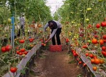 کشت سبزی و صیفی کشور به محیط گلخانه ای منتقل می شود