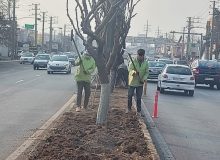 پوشش گیاهی بلوار شهید سلیمانی فردیس اصلاح شد