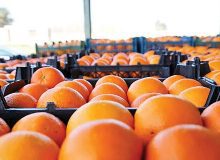 ۱۶۰۰ تن سیب و پرتقال عید در ۱۷ جایگاه عرضه میوه توزیع می‌شود