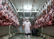 دامداران البرزی ۵۰ درصد گوشت مورد نیاز استان را تامین می کنند