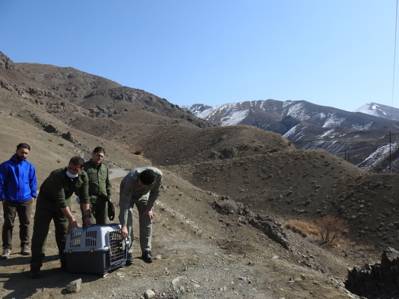 دو بهله پرنده شکاری به مناسبت روز جهانی حیات وحش به آغوش طبیعت بازگشتند