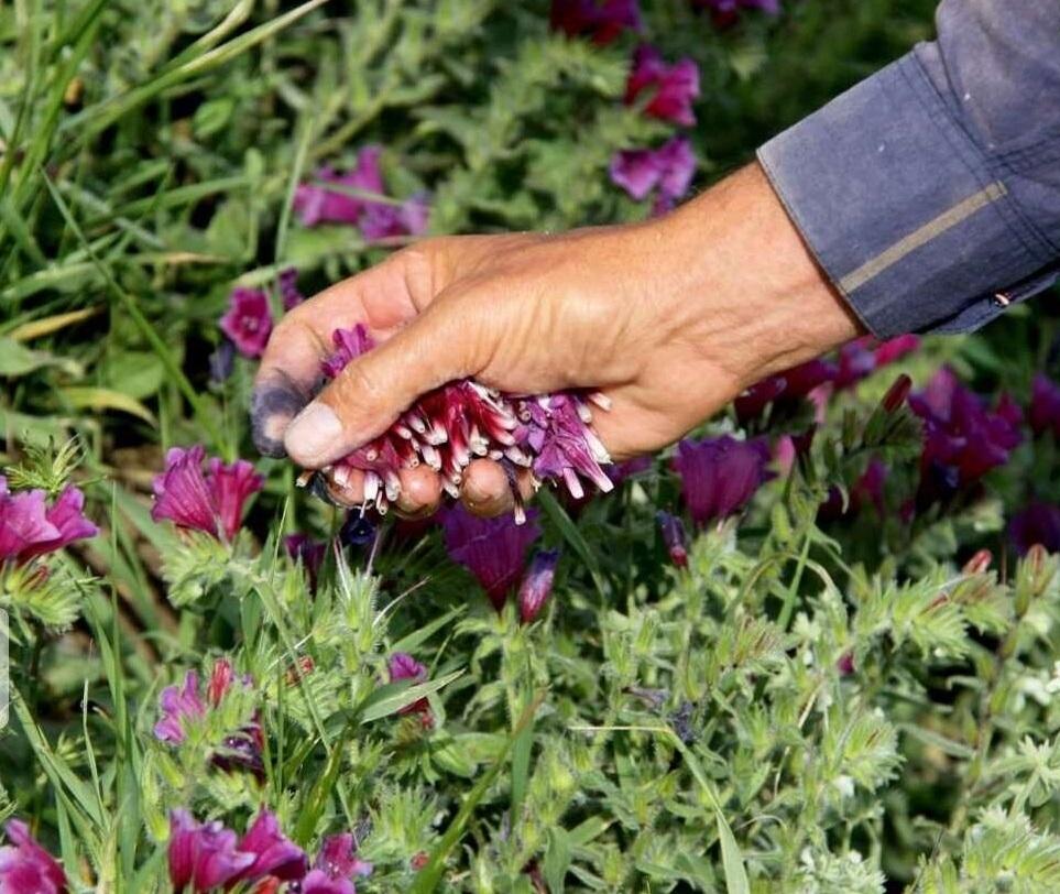 بسیاری از گونه‌های گیاهان دارویی کشور در خطر انقراض هستند