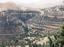 ابهام در داشت یک میلیارد درخت!