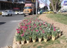 کاشت ۴۲۰ هزار گلدان شب بو