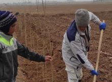 استقبال کشاورزان اشتهاردی از طرح زراعت چوب