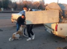 آغاز دوره‌ جدید زنده‌گیری سگ‌های بلاصاحب در اشتهارد