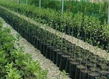 ۴۵ گونه نهال مختلف در نهالستان‌های البرز وجود دارد