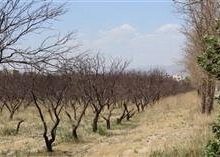 احیا و ایمن‌سازی قنات کلاک و جان بخشی به فضای سبز منطقه ۱۰