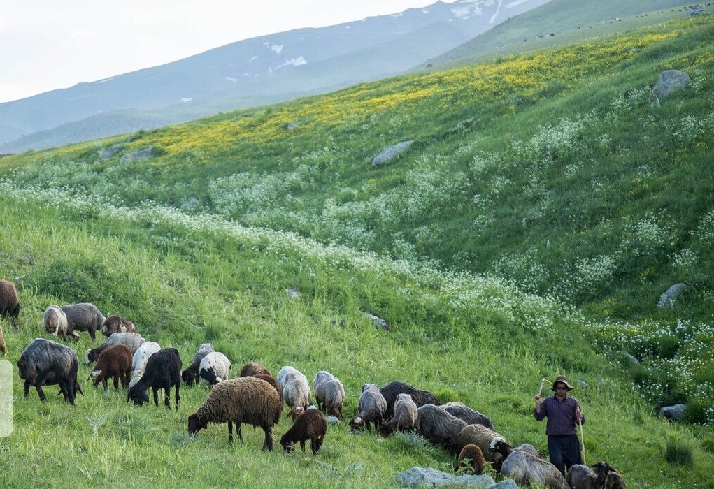 استفاده بی رویه از مراتع موجب چالش های محیط زیستی شده است