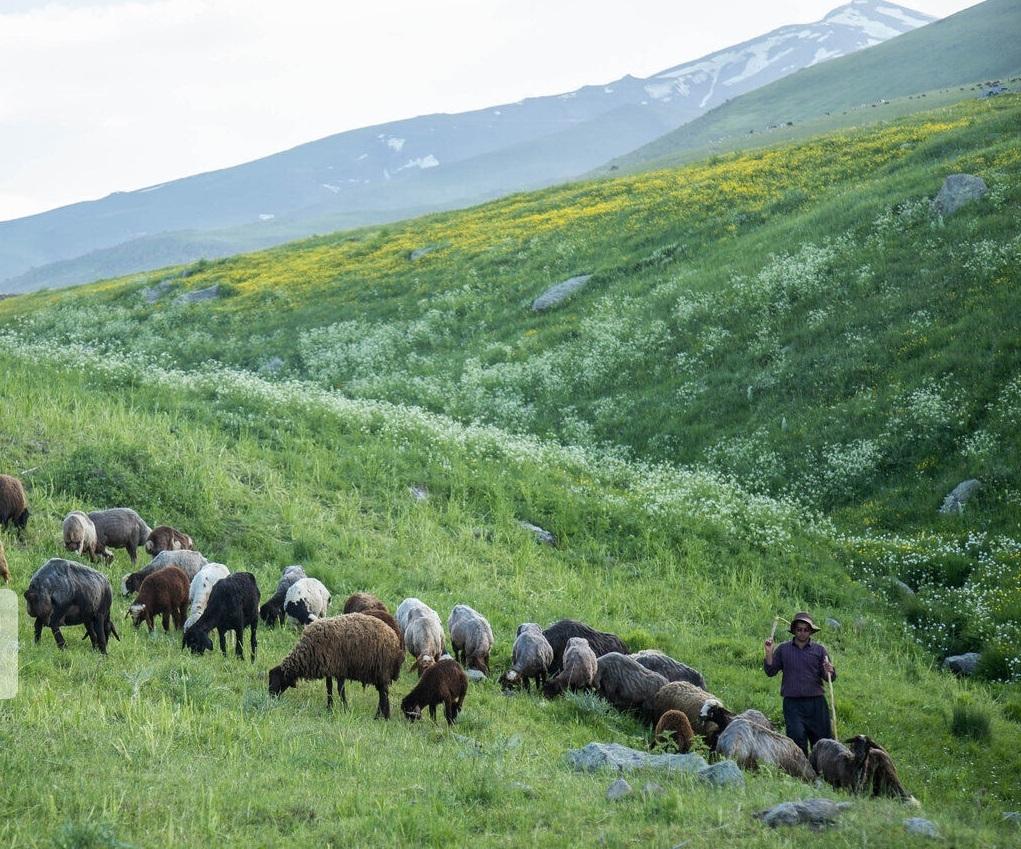 استفاده بی رویه از مراتع موجب چالش های محیط زیستی شده است