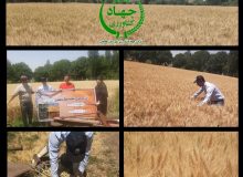 کیل گیری و محاسبه عملکرد گندم آبی در شهرستان طالقان