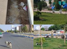 جمع آوری سگ های ولگرد در دستور کار شهرداری چهارباغ باشد