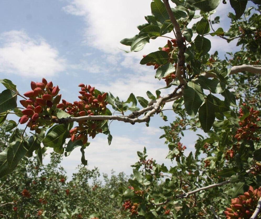 طرح سرشاخه کاری باغ های پسته در البرز اجرا شد