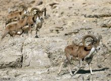 بیماری طاعون نشخوارکنندگان در البرز مشاهده نشد
