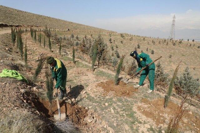 پیش بینی تولید ۱۶ درصد نهال طرح “کاشت یک میلیارد درخت” در البرز