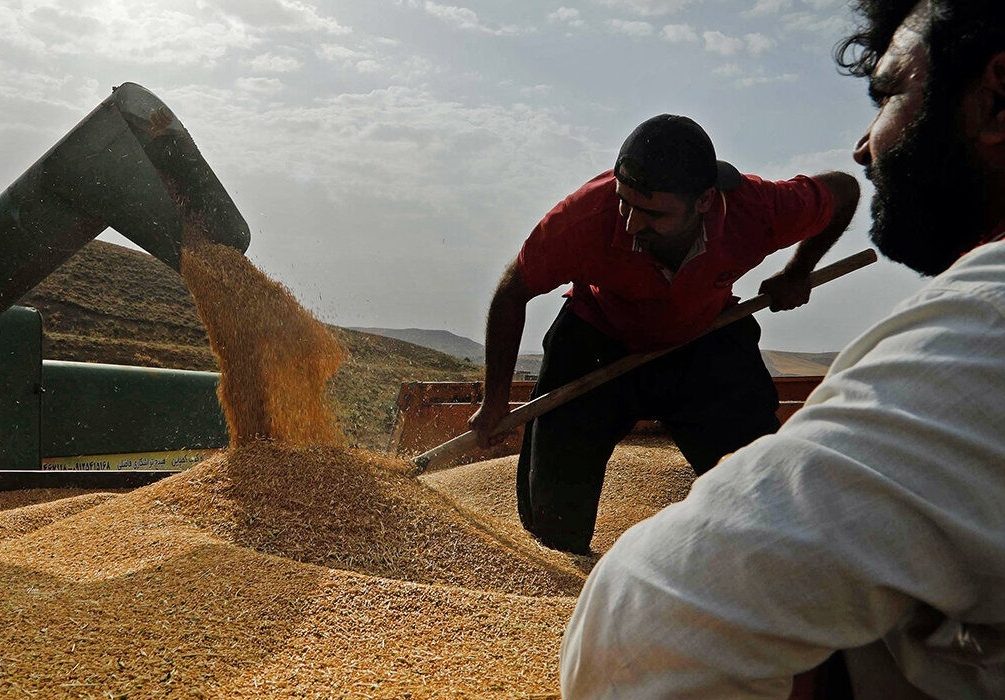 بیش از ۳۰ هزار تن گندم از کشاورزان البرزی خریداری شد