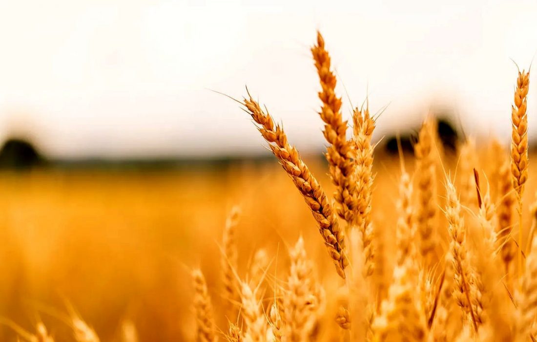 هفت استان کشور رکورد بلند مدت تولید گندم را شکستند