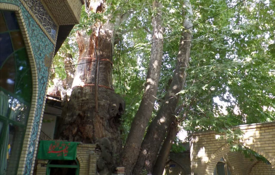 طرح حفاظت از درختان کهنسال البرز برای اولین بار در کشور اجرایی می‌شود