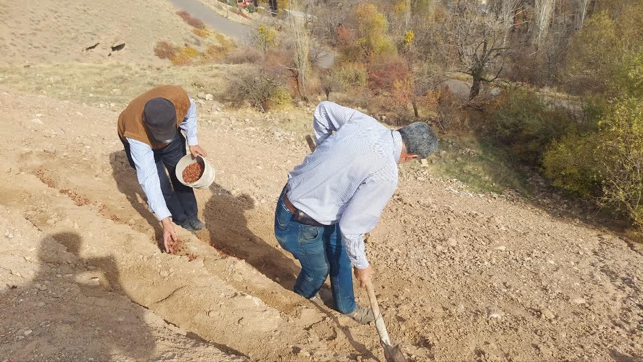 اجرای عملیات اصلاحی بذرپاشی و کپه کاری در مراتع روستای گوران شهرستان طالقان