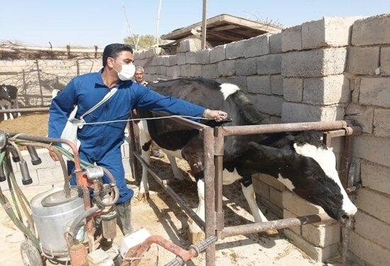 شیوع نوع جدید تب برفکی در عراق و ترکیه/ایران در آماده‌باش