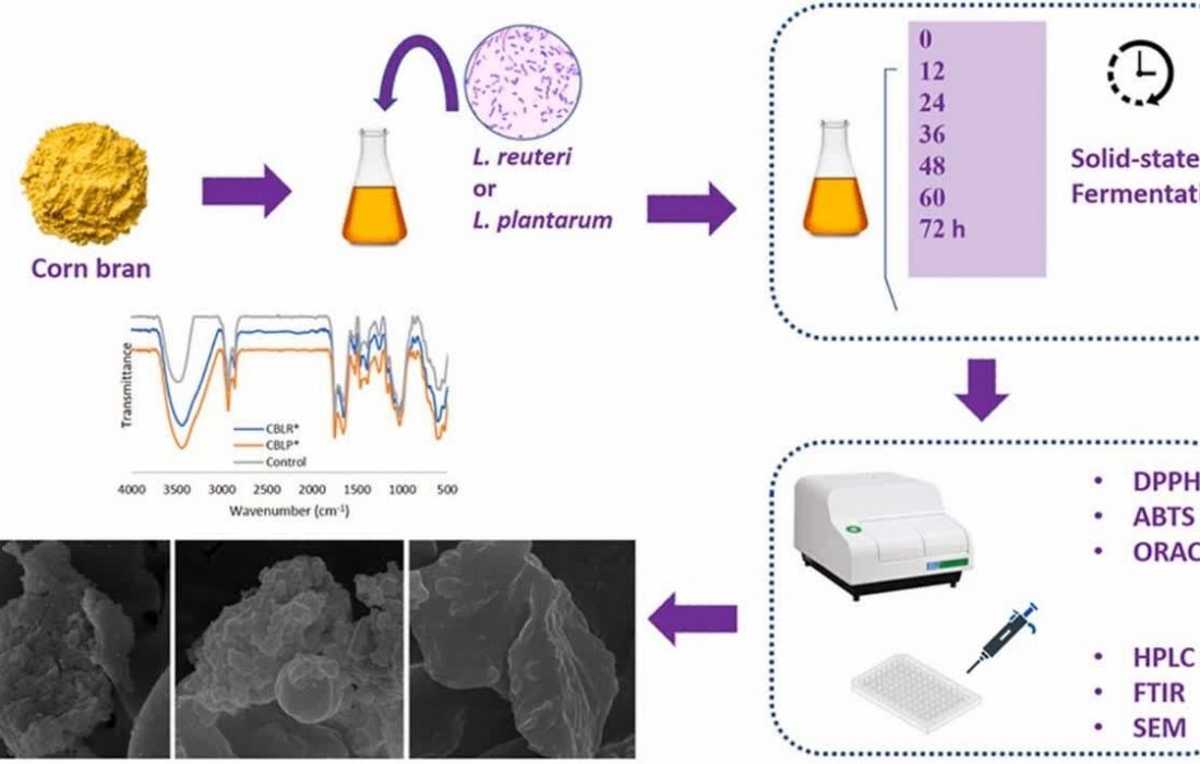 محققان دانشگاه تهران به راهکار بهبود خاصیت سبوس ذرت دست یافتند