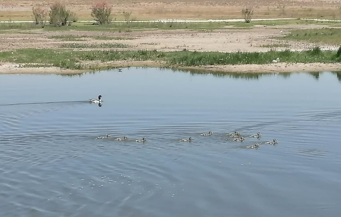 دویدن آب زیر پوست تالاب صالحیه