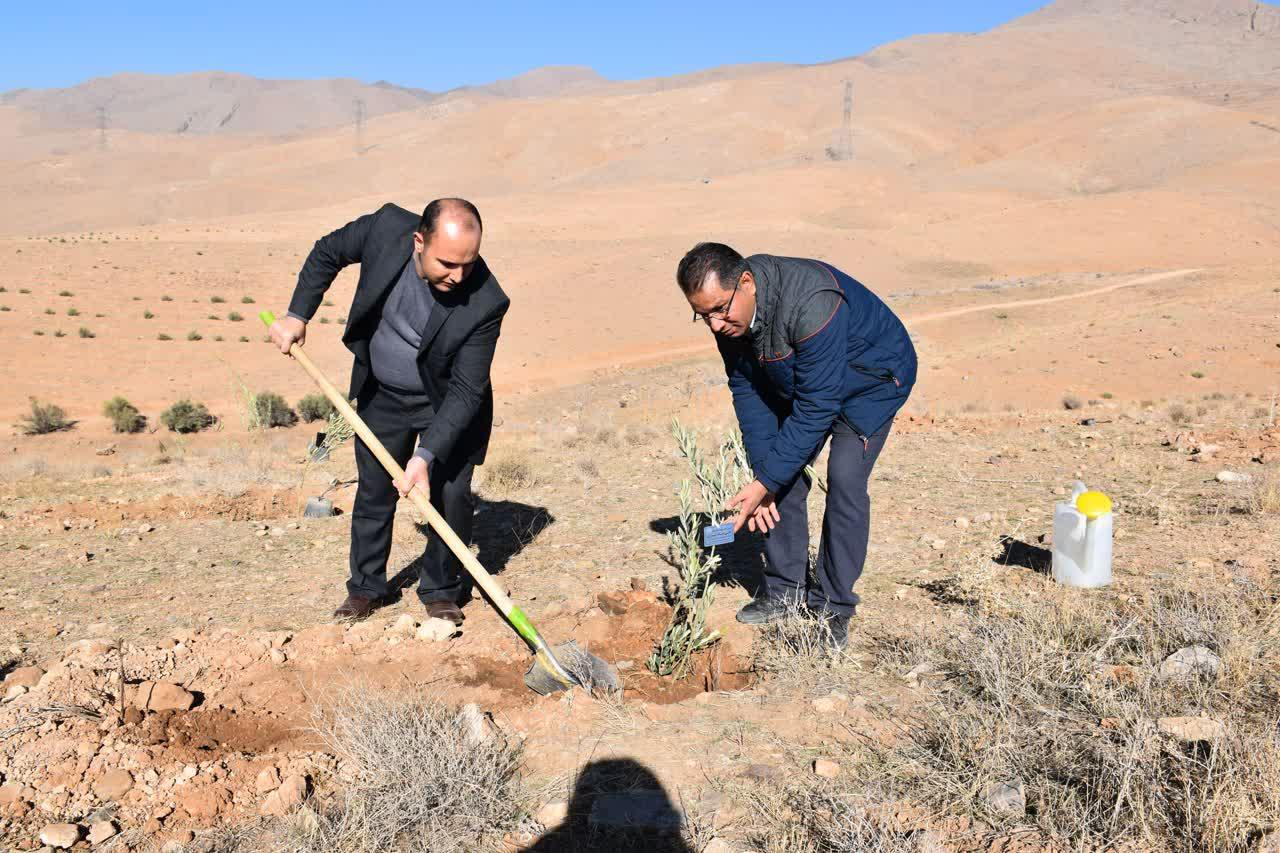 ۷۱۳ هکتار نهالکاری در مناطق بیابانی البرز