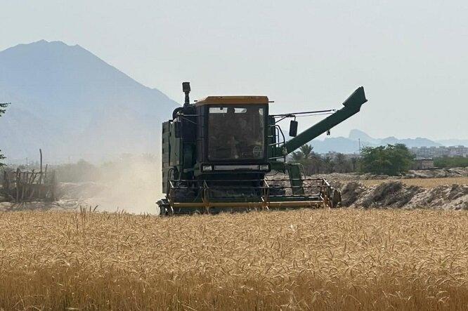 جشن برداشت گندم در ساوجبلاغ برگزار شد