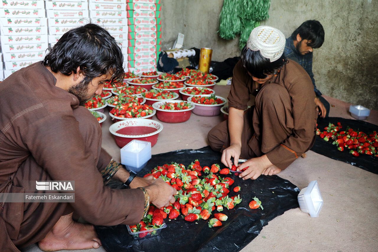 بکارگیری اتباع خارجی در مراکز تولیدی مواد غذایی و بهداشتی البرز پیگرد قانونی دارد