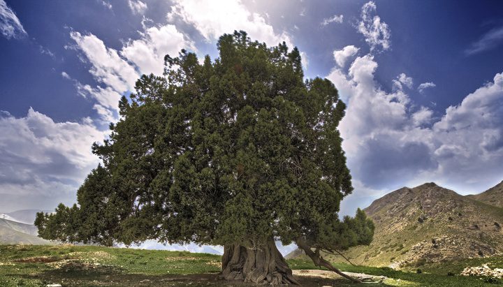 ابعاد حفاظت از درخت اُرس شهرستانک بررسی شد